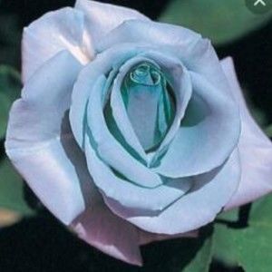 Meet your Posher, Rose